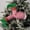 Pink, variant on Gqtwoy Christmas Decoration Santa Legs, Holiday Decor, Festive Atmosphere, Multi-functional Tree Decoration, Reusable Fabric Legs, Indoor Outdoor Decoration