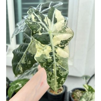philodendron snowdrift Philodendron Snowdrift Canada | Rare Philodendron main image 1