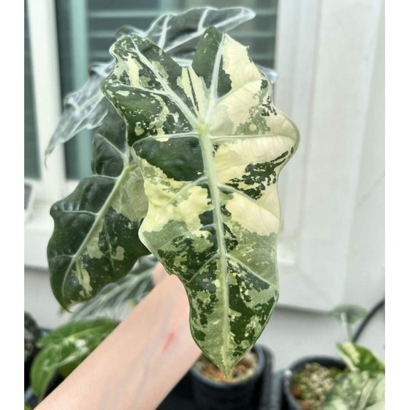 (UG-57)Root in moss 3  leaves - Alocasia 'Amazonica' Variegated Rare Plant- Get Similar to the picture