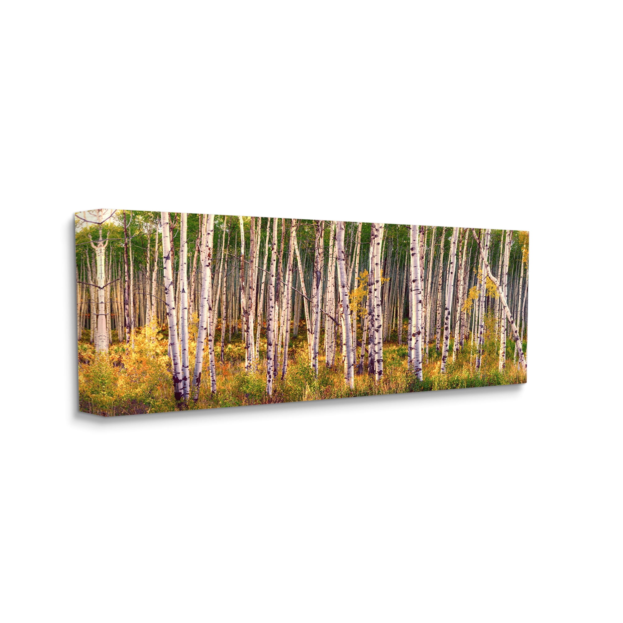 Stupell Industries Autumn Birch Trees Nature Painting Gallery Wrapped Canvas Print Wall Art, 48 x 20