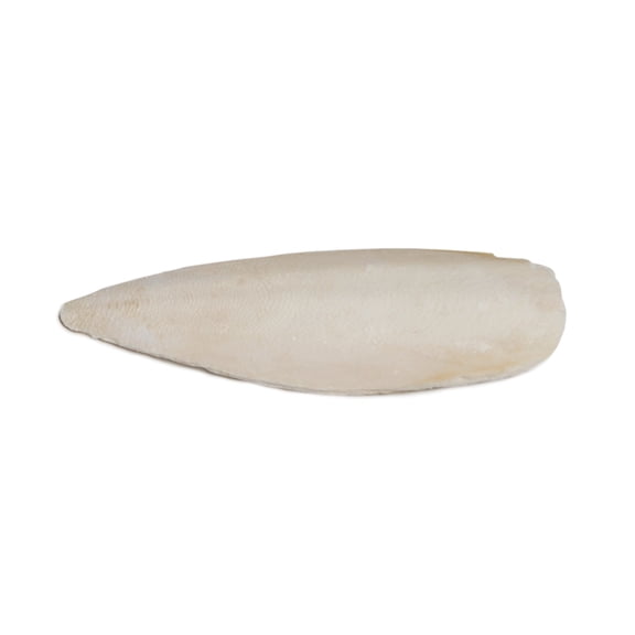 Prevue Pet Products 4-inch Cuttlebone / 1pc 1141