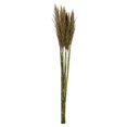 thumbnail image 1 of Vickerman H1PLR105 36-40 in. Natural Green Plume Reed - 7-8 oz Bundle, 1 of 1