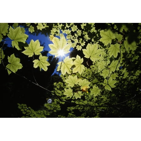 - Sunlight Through Maple Leaves Canvas Art - Natural Selection Craig Tuttle Design Pics (36 x 24)