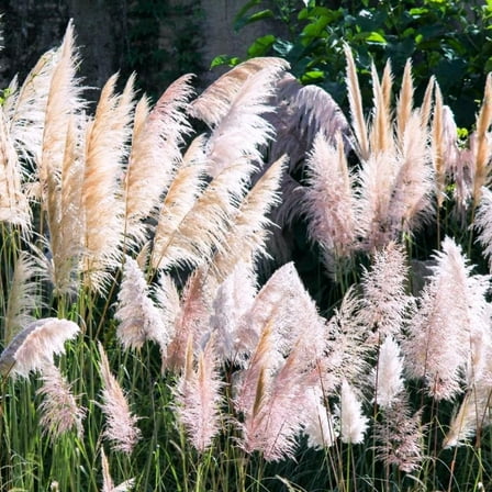 Pink Pampas Grass 4-8 Inches Tall, Pampas Grass Plants Live for Outdoor Garden