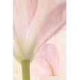 thumbnail image 2 of Murdock, Ramona 23x32 Black Ornate Wood Framed with Double Matting Museum Art Print Titled - Lily on Canvas, 2 of 4
