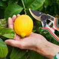 thumbnail image 3 of Pruning Shears, 8 inch Lateral Locking Mechanism Comfortable Grip Gardening Tools Scissors Sturdy  for Home, 3 of 8