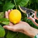 thumbnail image 3 of Tijeras De Jardín, Mango Ergonómico, Mecanismo De Bloqueo Lateral, Acero De aleación SK5, Herramientas De Jardinería De 8 Pulgadas, Tijeras Para El Hogar, 3 of 7