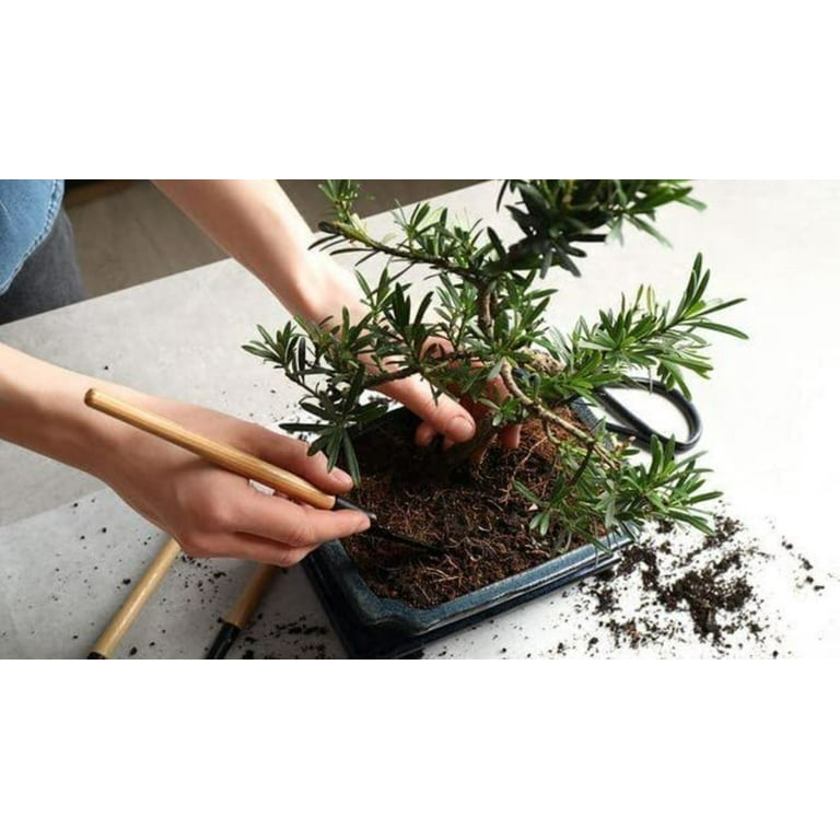 prunus cerasus bonsai Fuji Cherry 3 gal size -Prunus incisa 'Kojo no-mai' – Bella Bonsai Nursery main image 1