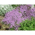 thumbnail image 2 of 100 Graines de Thym Rampant Walk On Me Serpyllum Herb Flower, 2 of 4