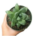 thumbnail image 6 of Haworthia Cuspidata Succulent (4"+ Minimalist Pot) - Tiny, Lovely, Easy to Care Succulent for Beginners - Live Healthy Succulent for Home Office, 6 of 9