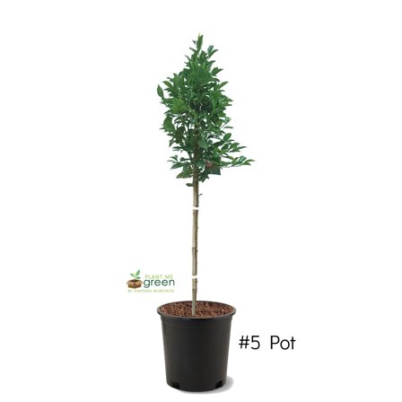 Walmart Santa Rosa Expert Gardener Fuyu Jiro Persimmon Live Tree, 2-3 ft Tall, 5-Gallon ...