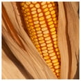 Everwilde Farms 100 Reids Yellow Dent Corn Seeds Gold Vault Jumbo