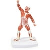 Walter Products Muscular Figure, 20cm Model