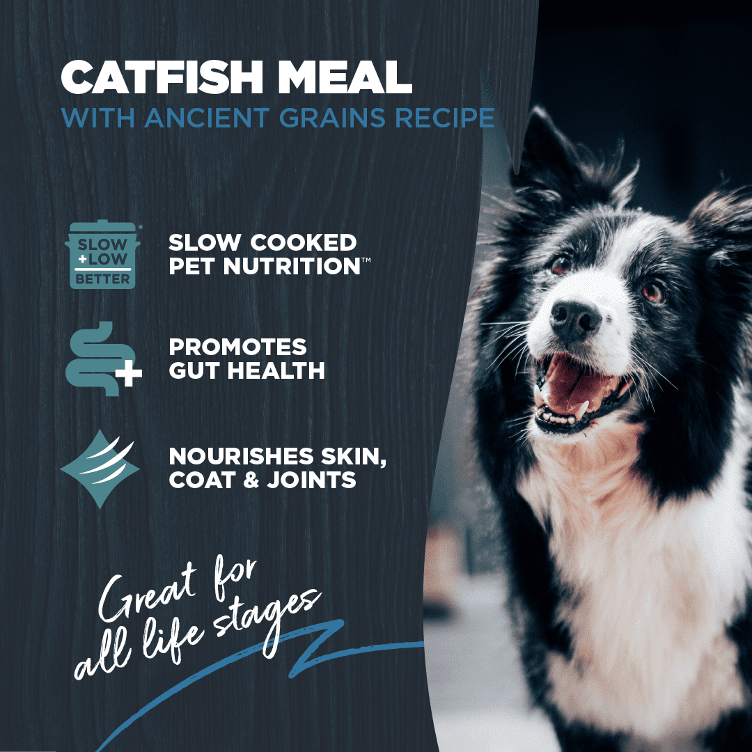 Blackwood Dry Dog Food for Sensitive Skin & Stomach, Catfish Meal with Ancient Grains, 24 lb