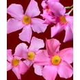thumbnail image 2 of Tenoever, William 15x17 Gold Ornate Wood Framed with Double Matting Museum Art Print Titled - Pink Flowers on Red, 2 of 4