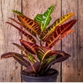 thumbnail image 2 of Croton Petra 'Joseph's Coat', 2 of 7