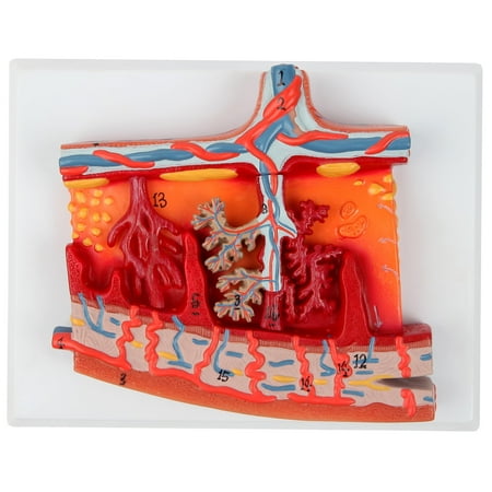 Axis Scientific Enlarged Model of Placenta | Human Reproductive System Anatomy Model | Detailed Cross Section Shows Blood Flow and Nutrition | Includes Instruction Key price history on PriceWatchPro