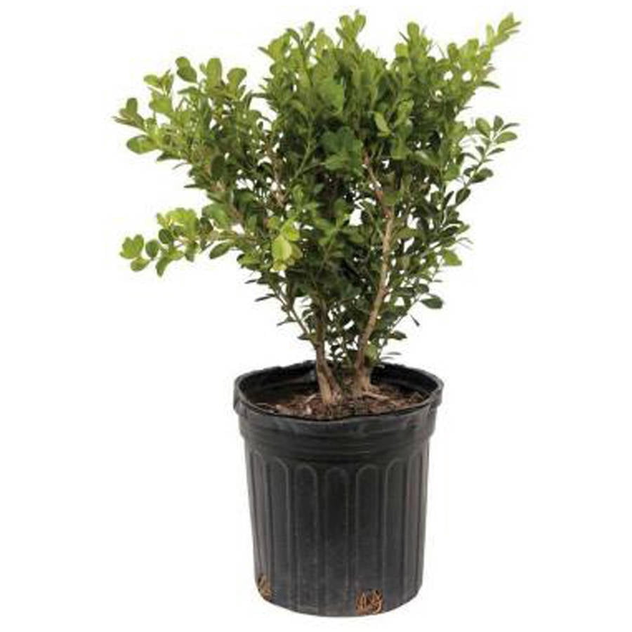 Boxwood Comparison Chart