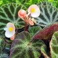 thumbnail image 4 of Begonia ningmingensis Bella, Hybrid Begonia - Pot Size: 4.5in - House Plants, 4 of 5