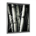 thumbnail image 5 of Designart "Black And White Photo Of Bamboo III" Bamboo Picture Framed Canvas Prints, 5 of 5