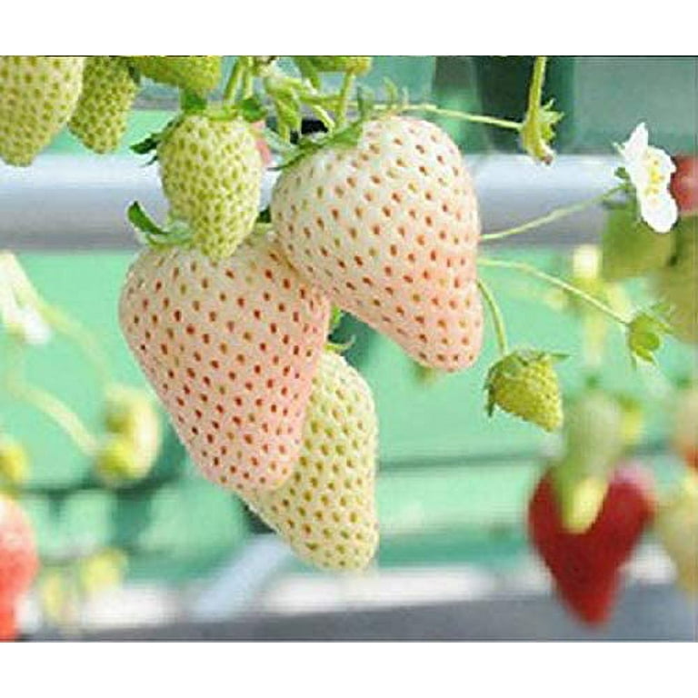 200+ White Strawberry and Red Strawberry Seeds Bonsai Berry Fruit