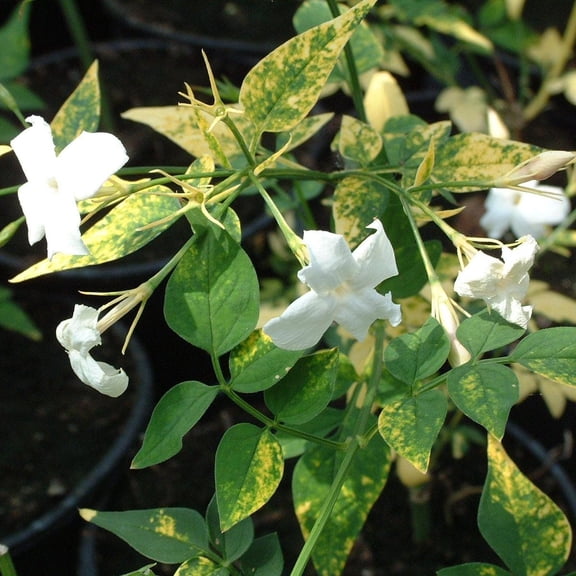 Jasmine–Assorted–Fragrant flowering plant  10" Pot
