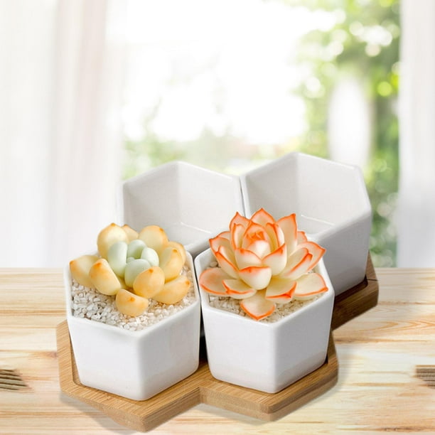 Macetas suculentas de cerámica de color blanco Macetas de cactus Macetas suculentas, Maceta creativa para ina Jardín al aire libre Regalos de Estilo A shamjiam Contenedor suculento