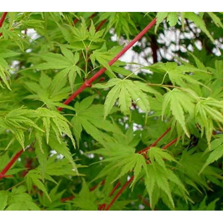 Maple Japanese Bonsai Tree - Sango Kaku Coral Bark Japanese Maple Tree - 2-3 Year Graft - ( TG )