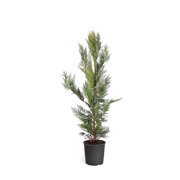 Brighter Blooms - Leyland Cypress Tree, 5-6 ft. - No Shipping to AK, AZ, HI