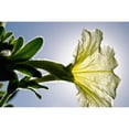 thumbnail image 2 of White Petunia, Sunlight Shining Through Blossom. Poster Print (19 x 12), 2 of 4