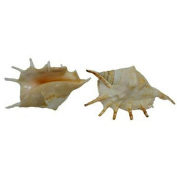 U.S. Shell 08012 Lambis Lambis - 3 Piece