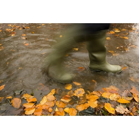 Person In Motion Walks Through Puddle Filled With Autumn Leaves Stretched Canvas - John Short  Design Pics (36 x (Best Car For Short Person In India)
