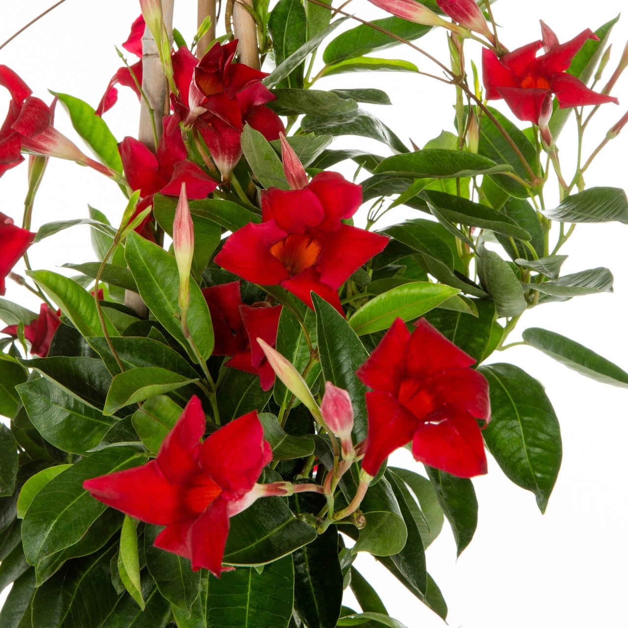 Island Blooms 1.5PT Red Mandevilla Live Tropical Plant Sun 5-Pack