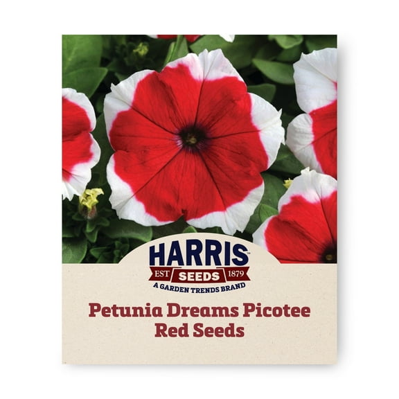 Harris Seeds - Petunia Dreams Picotee Red F1 Seeds â€“ Bright Red with White Margin, 500 Seeds