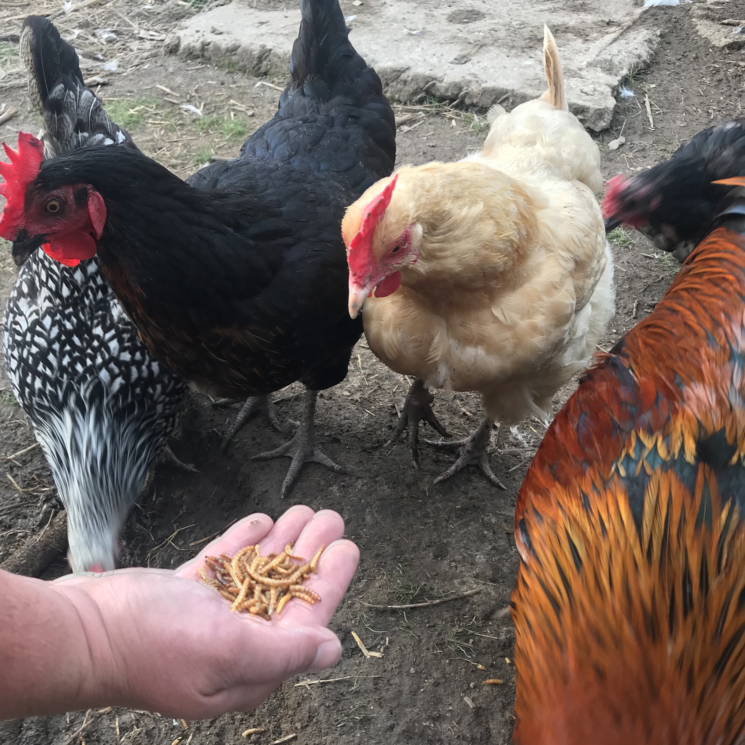Double Delish Dried Mealworms and Black Soldier Fly Larvae