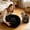 A004- Black, variant on Small Dog Bed Washable, 16 Inch Donut Bed for Dogs Calming Dog Bed Washable Cat Bed for Indoor Cats Anti Relaxation Dog Bed Pink, 1 Pack