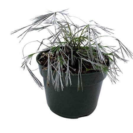 RedCrocus Assorted Ferns Indoor & Outdoor- Lush Green Fronds, Shade-Loving, Pet Safe, Container & Garden Plant for Shaded Areas, Attractive Foliage 4" Pot (Pack of 4)