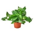 thumbnail image 6 of Pothos 'Golden', 6 of 12