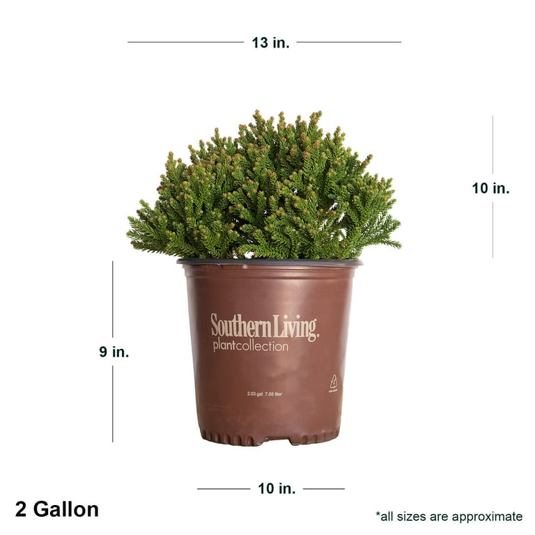 Southern Living Dragon Prince Cryptomeria Live Shrub in 2-Gallon