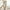 Khaki, variant on USSUMA Cargo Pants for Women Solid High Waist Long Cargo Pants Fashion Casual Comfortable Women Ladies Solid Pants Hippie Punk Trousers Streetwear Jogger Pocket Loose Overalls Long Pants