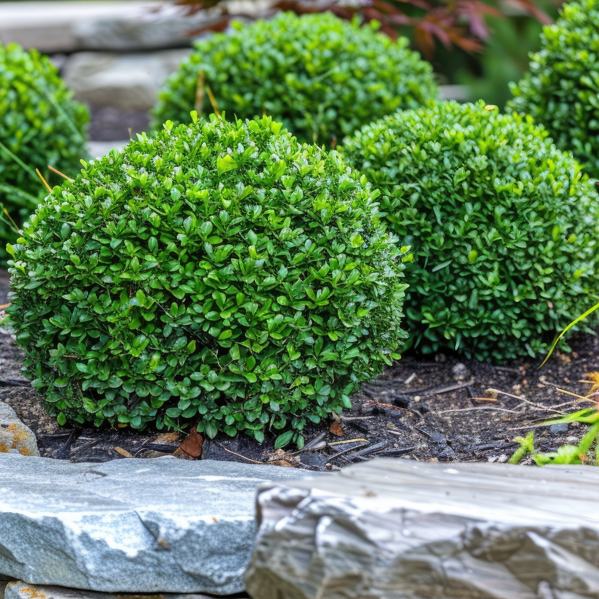 3 gal. Boxwood Green Velvet Shrub