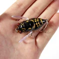 thumbnail image 2 of 4cm 5.5g Bionic Iscas Wobblers Artificiels Crankbait Pike Insecte Simulation Cicada Leurre de Pêche Couleur5, 2 of 5