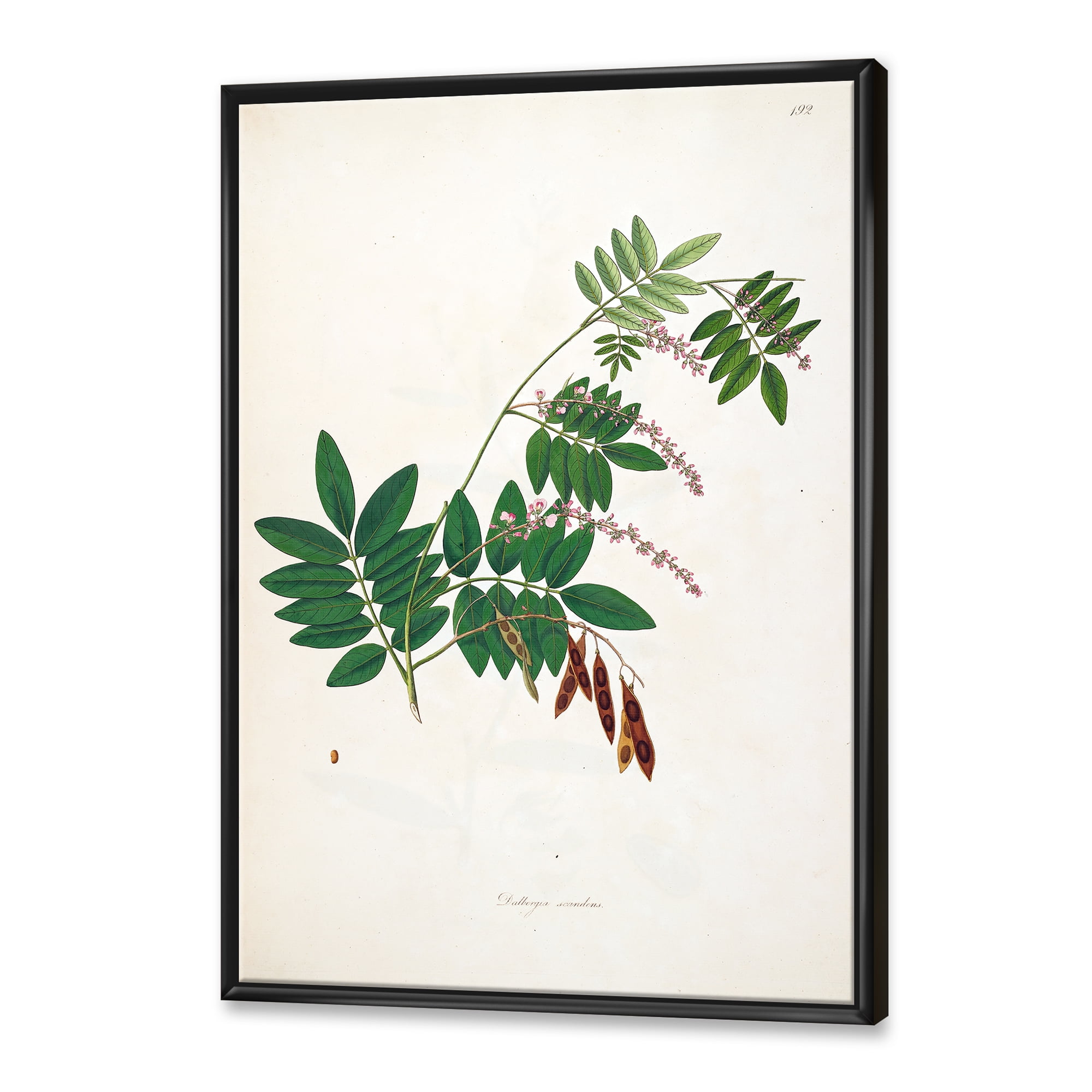 Ancient Botanicals XI 12 in x 20 in Framed Painting Canvas Art Print, by Designart