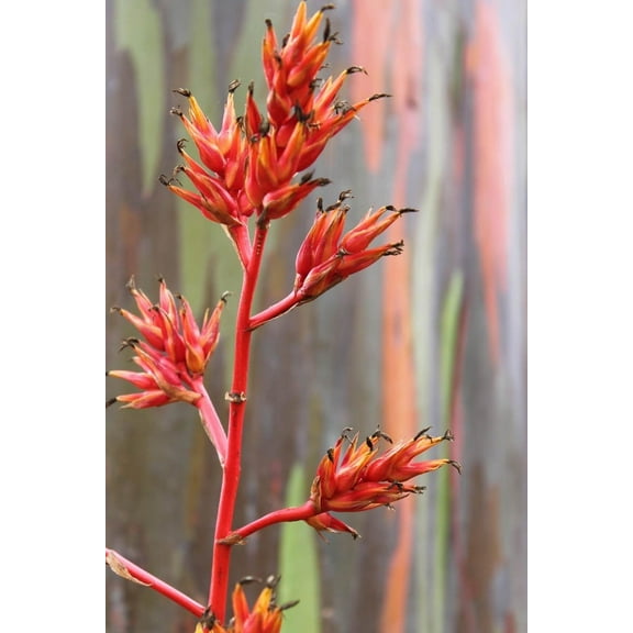 Howard "Crayon Tree" Wall Decal