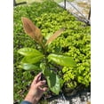 thumbnail image 4 of 2 Southern Magnolia in a 3.5 inch pot, 4 of 5