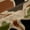 Black Brown Green, variant on Castle Fairy Woodland Animal Black Out Curtains,Fishing Curtains Pack of 2 (42x63 Each)