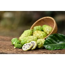 20 NONI Cheese Fruit Great Morinda Citrifolia Indian Beach Mulberry Shrub Tree Seeds