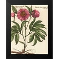 thumbnail image 2 of Van Houtte, Ludwig 12x14 Black Modern Framed Museum Art Print Titled - Giant Peony II, 2 of 5