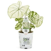 Proven Winners 2.72QT Caladium Snowdrift