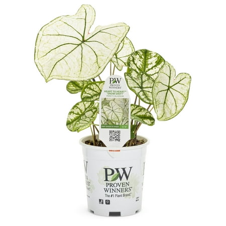 Proven Winners 2.72QT Caladium Snowdrift